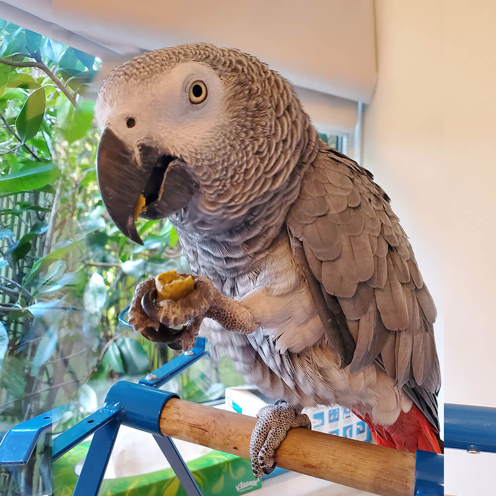 Harrison's Power Treats - 1lb - Organic Treats for Parrots
