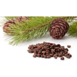 Cedar Nuts Natural Parrot Treat