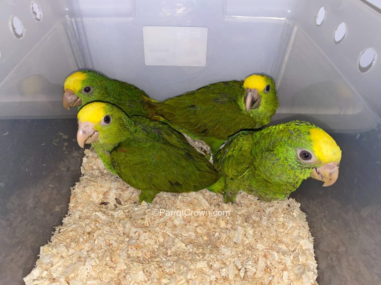 Baby Female — Double Yellow-headed Amazon