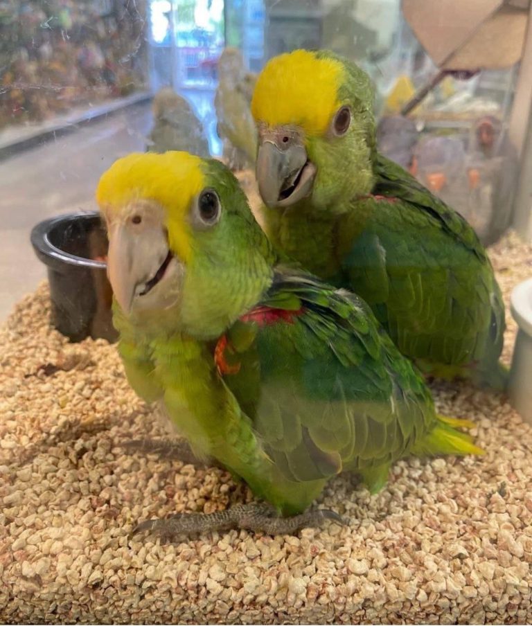 Baby Male — Double Yellow-headed Amazon