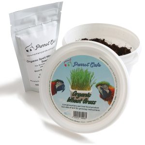 Parrot Cafe Organic Wheat Grass Parrot Treat - Grow Your Own