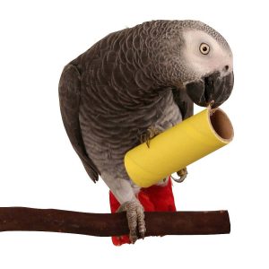 Chew & Forage Pipes Foot Parrot Toy - Large