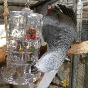 Rings of Fortune - Advance Foraging Toy for Parrots