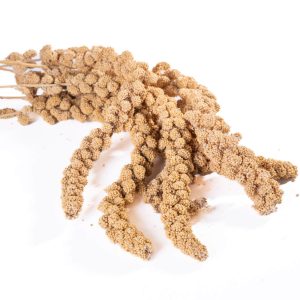 Traditional Large Millet Sprays Parrot Food & Treat - 200gr