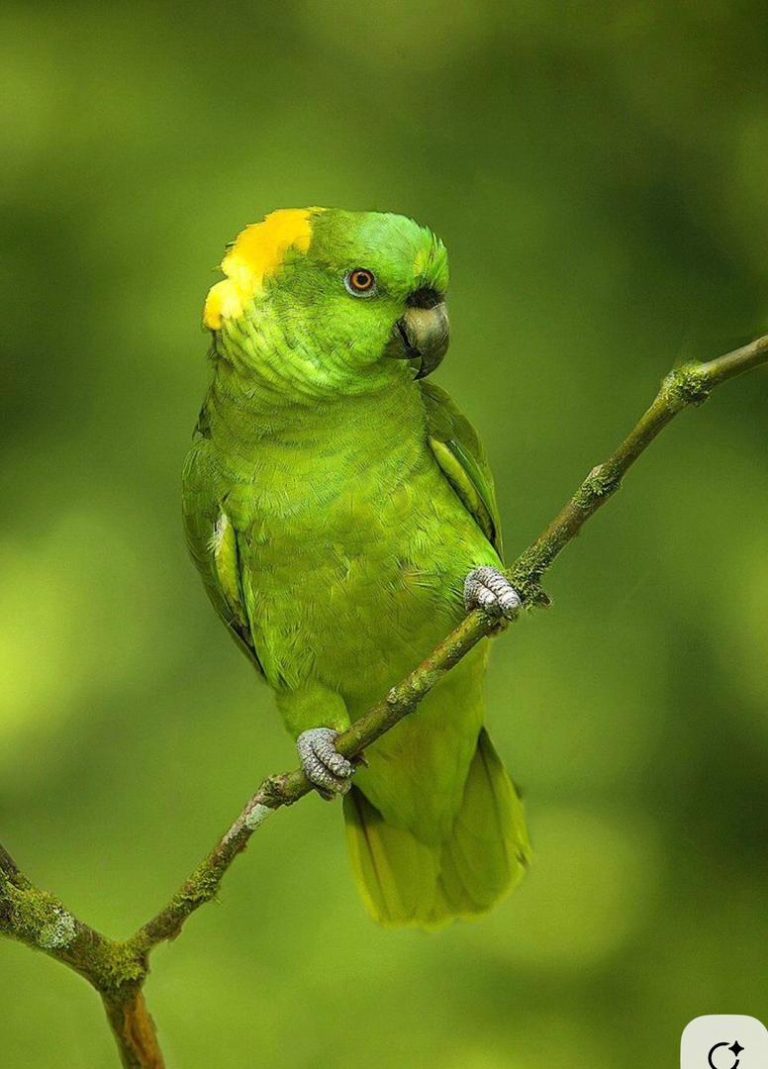 Adult Female — Yellow-naped Amazon
