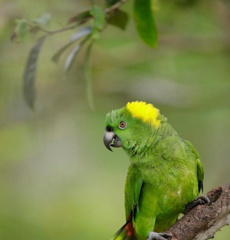 Adult Male — Yellow-naped Amazon