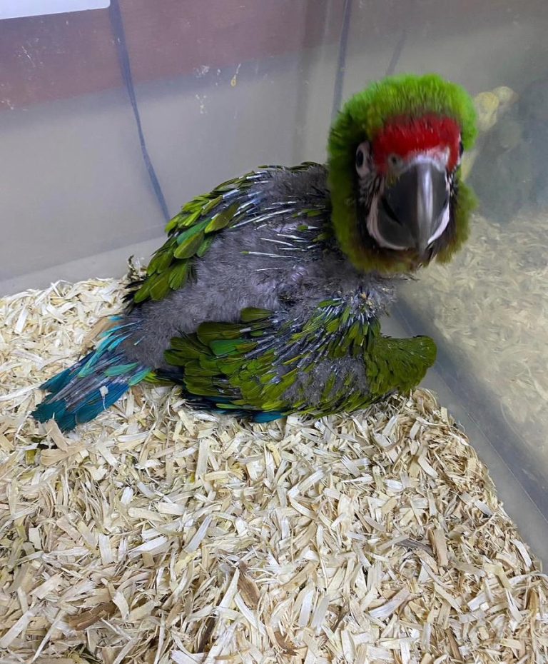 Baby Female — Military Macaw
