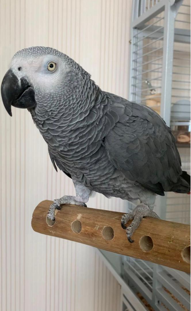 Adult Male — African Grey Parrot