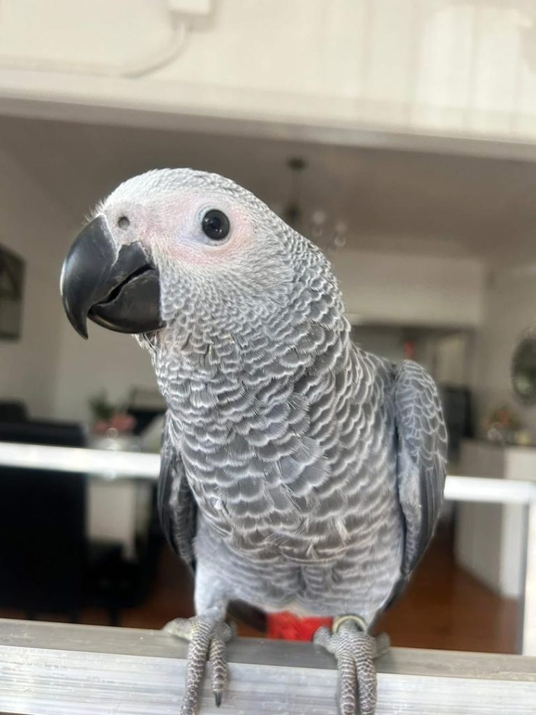 Adult Female — African Grey Parrot