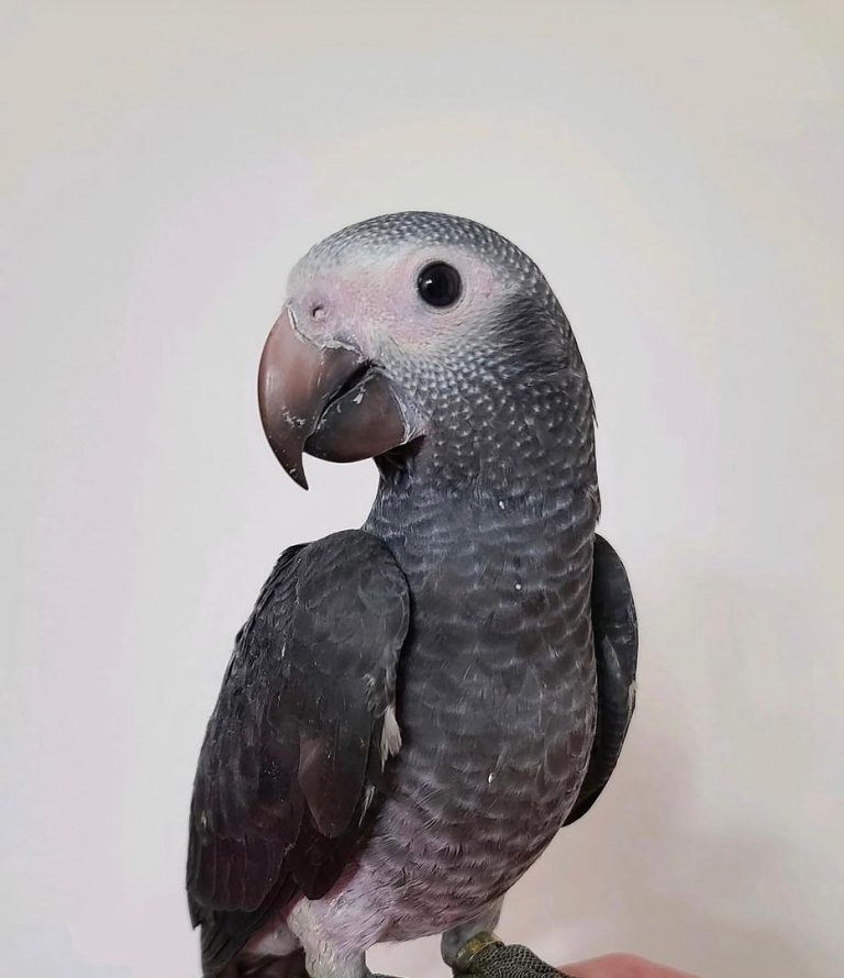 Baby Male — Timneh Parrot