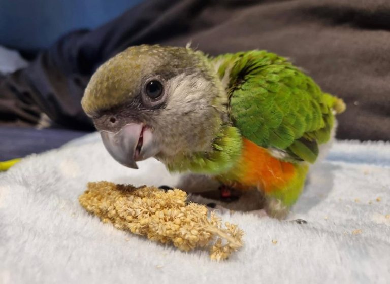 Baby Female — Senegal Parrot