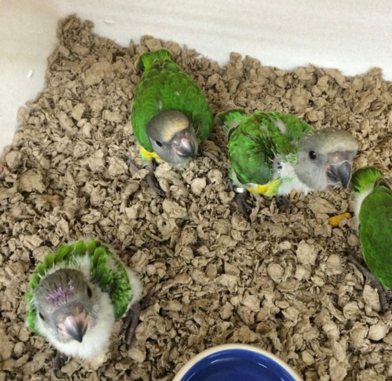 Baby Male — Senegal Parrot