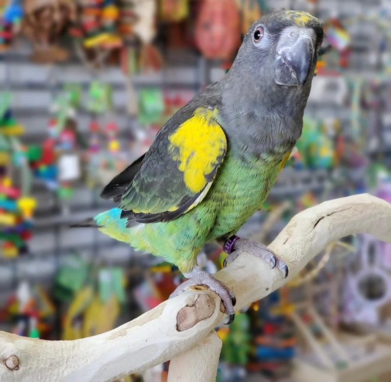 Adult Leucistic Male — Meyer’s Parrot