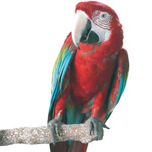 Beach Branch Perch - Large - Edible Parrot Perch