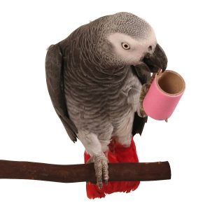 Parrot Pipes Small - 12 Pack