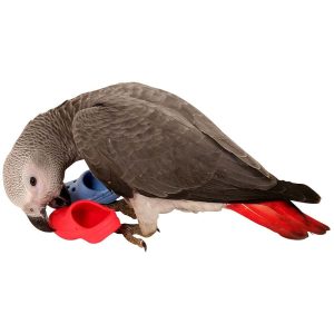 Pair of Flip Flops - Fun Foot Parrot Toy
