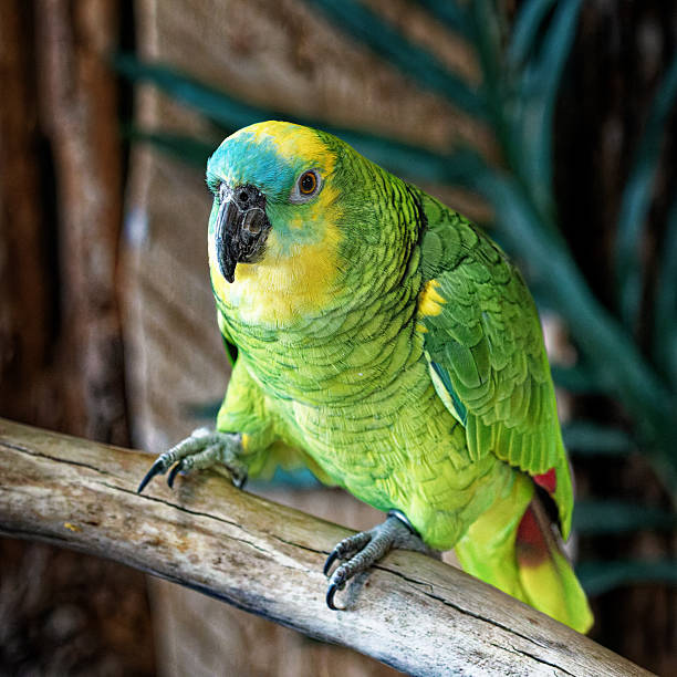 Adult Male — Blue-fronted Amazon