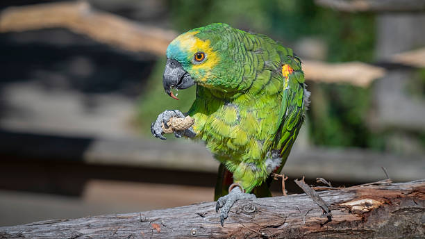 Adult Female — Blue-fronted Amazon
