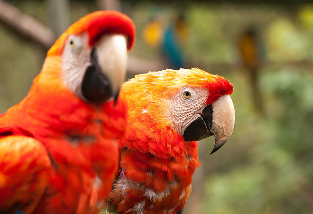 Adult Female — Scarlet Macaw