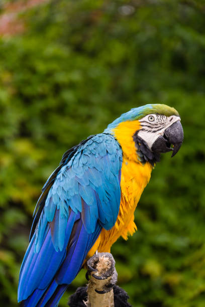 Adult Male — Blue-and-yellow Macaw