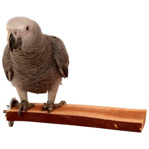 Manzanita Natural Flat Parrot Perch - Large