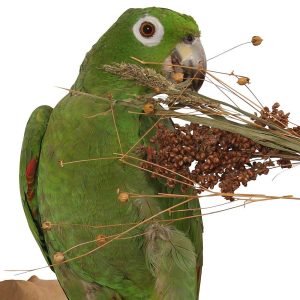 Naturals Pick 'n' Fly - 130g - Treat for Pet Birds