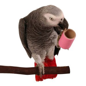 Pipes Foot Parrot Toy Pack of 100 - Small