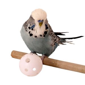 Plastic Wiffle Balls Parrot Toy - Pack of 6