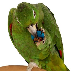 Six Rings-A-Treat - Tasty Parrot Toy & Treat