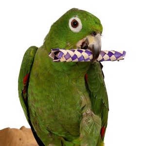 Woven Palm Leaf Sticks - Foot Parrot Toy - Pack of 12