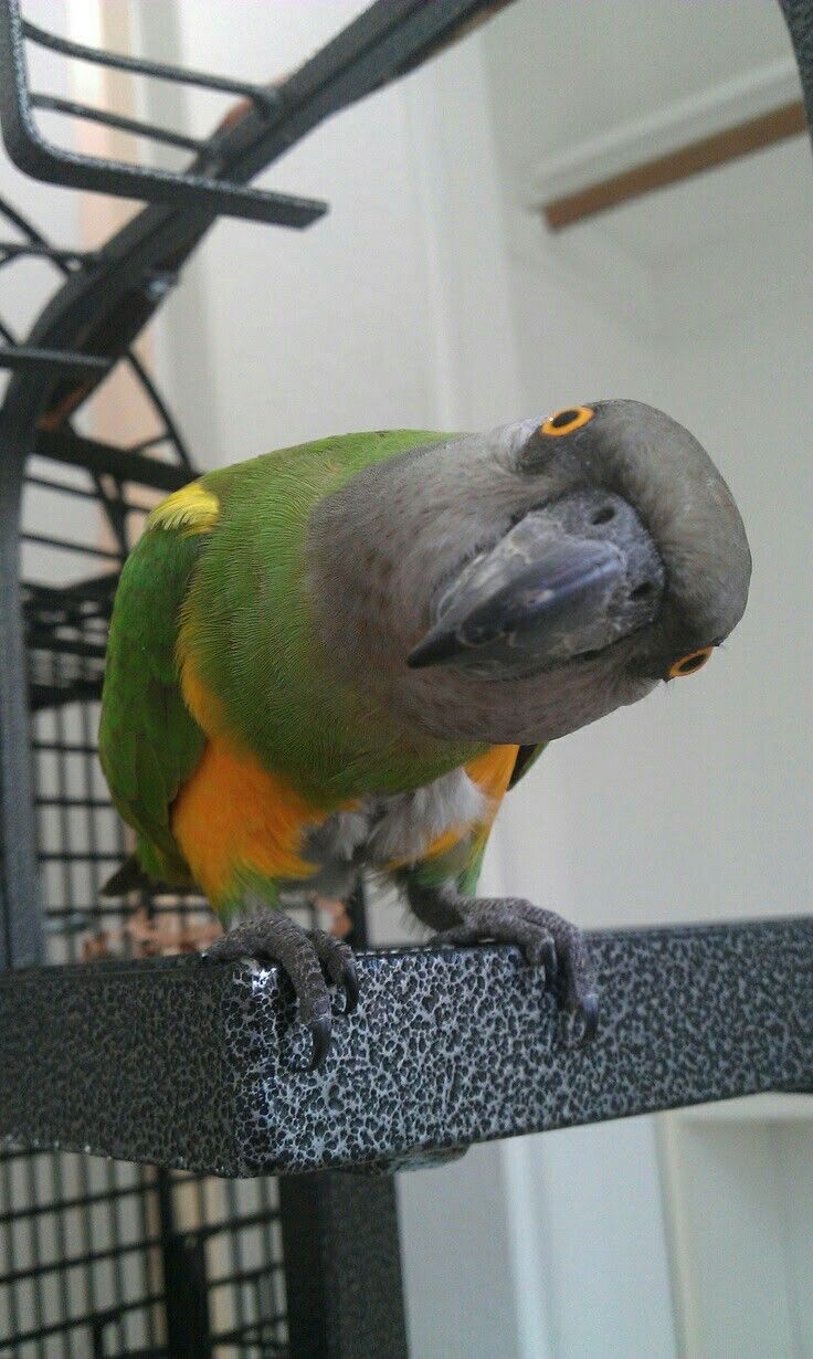 Adult Male — Senegal Parrot