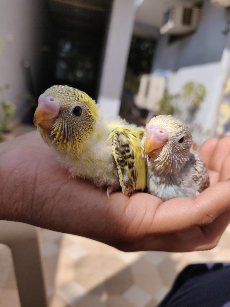 Baby Male & Female — American Budgie