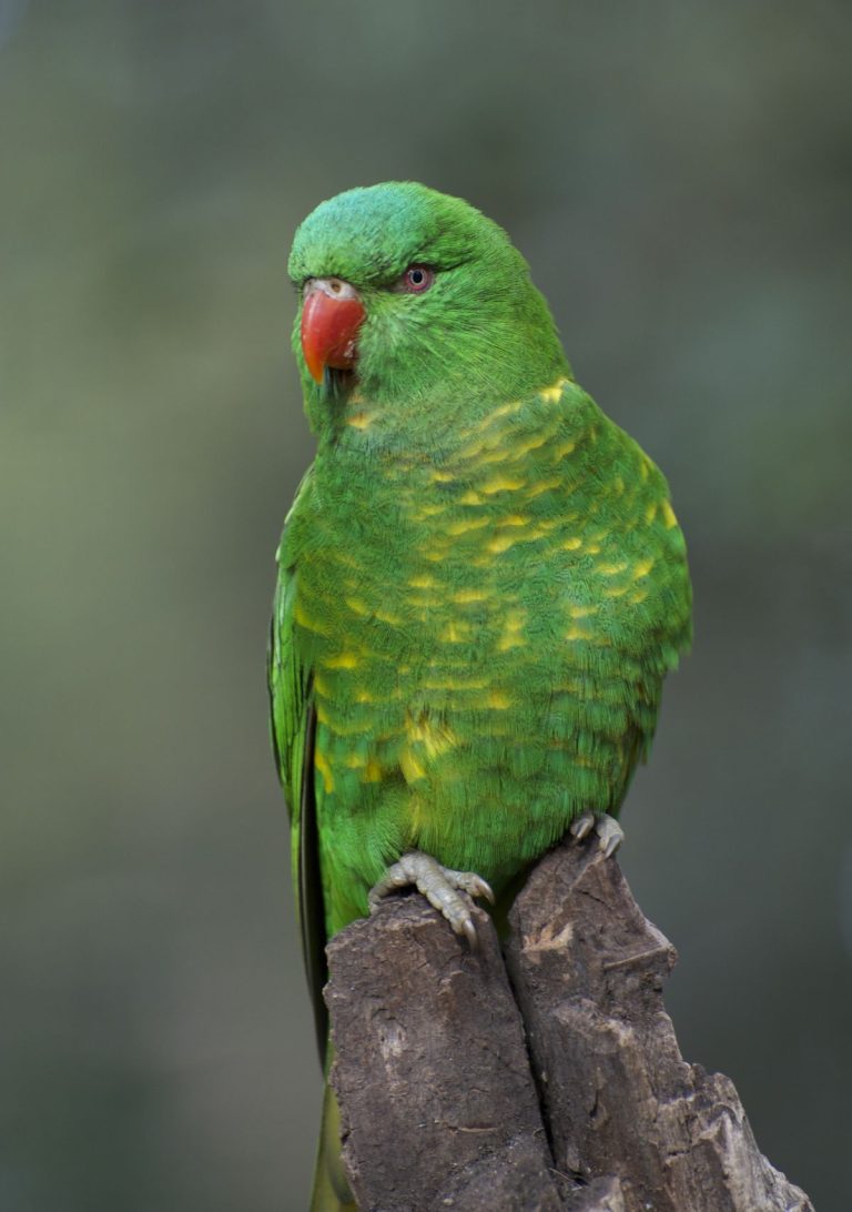 Adult Female — Scaly-breasted Lorikeet