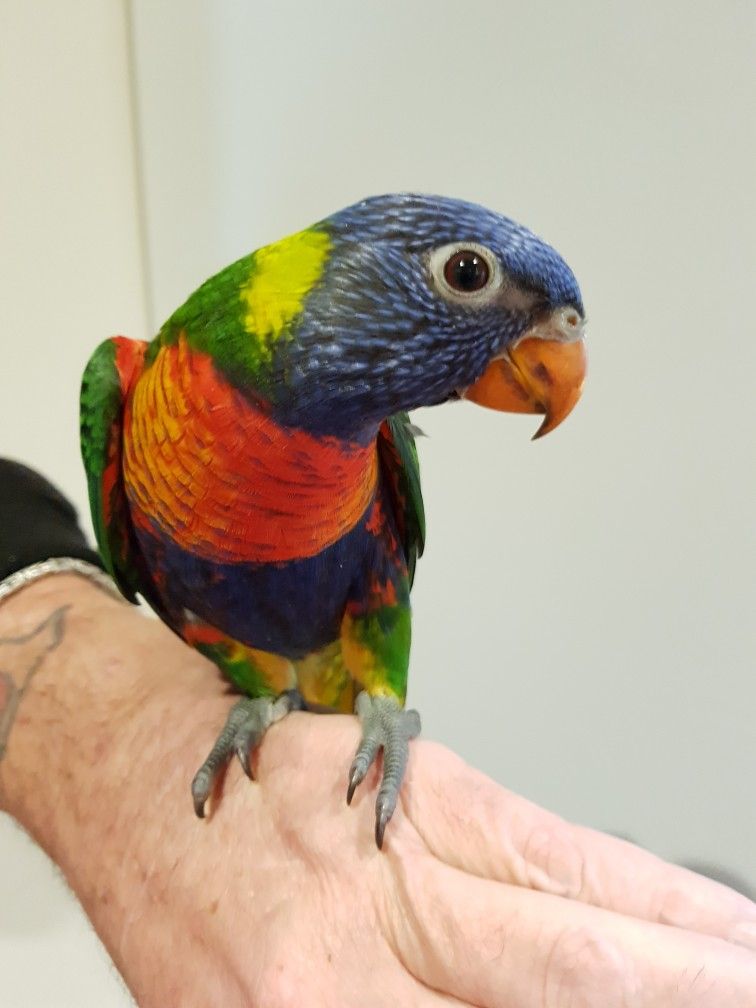 Adult Male — Rainbow Lorikeet