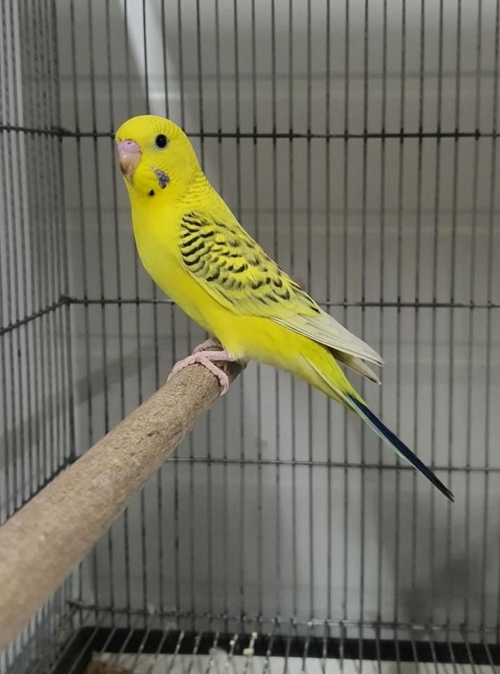 Adult Female — American Budgie