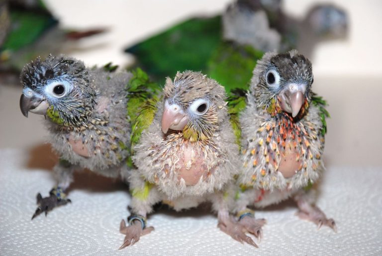 Baby — Hawk-Headed Parrot