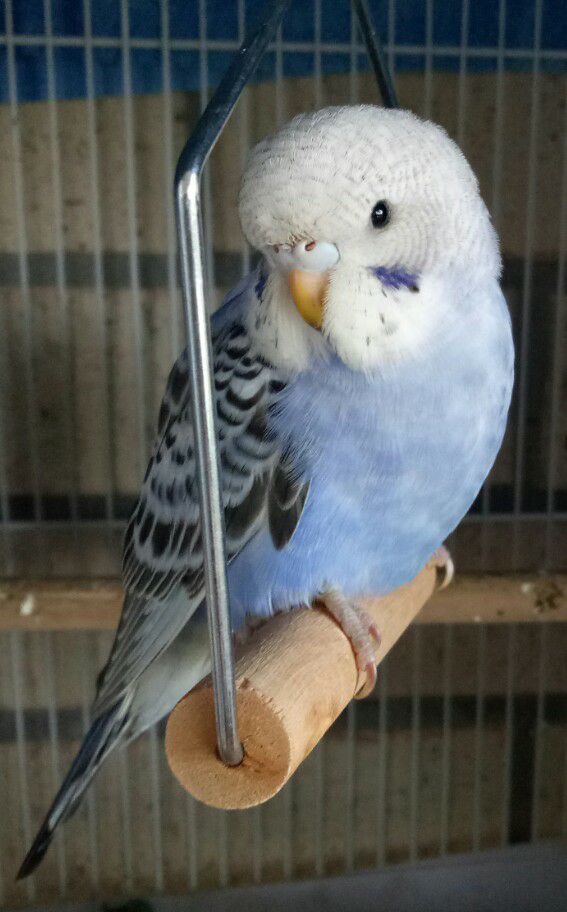 Adult Male — English Budgie