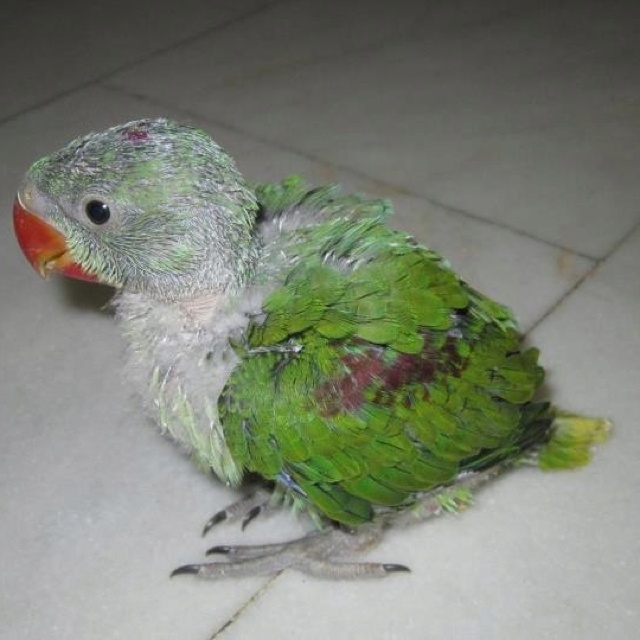 Baby — Alexandrine Parakeet