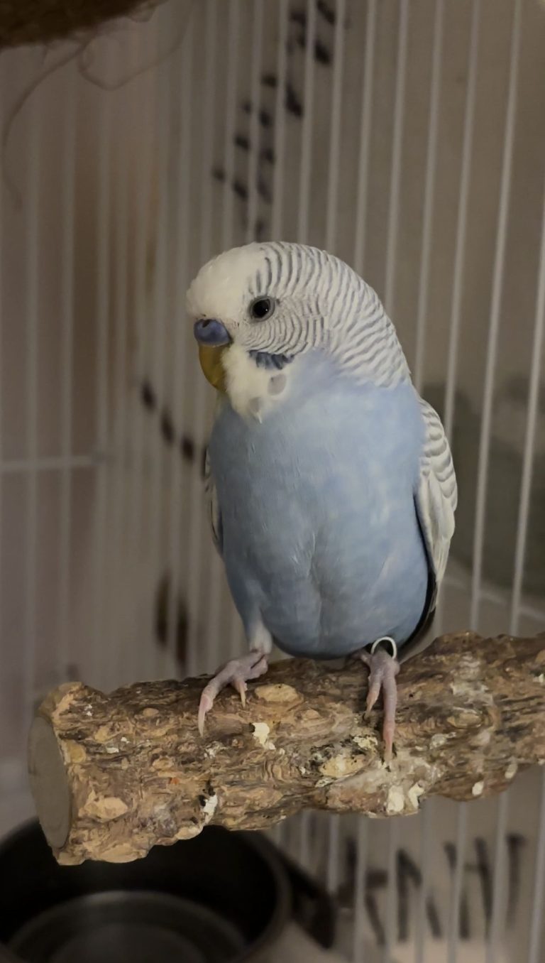 Adult Female — English Budgie