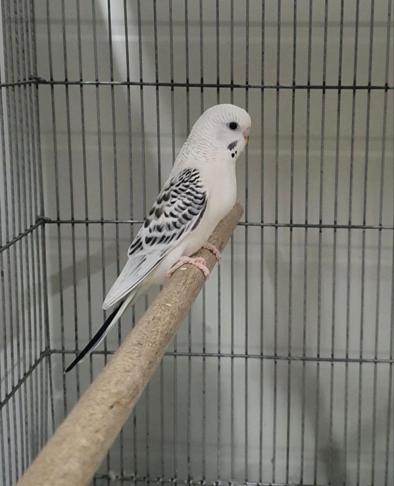 Adult Male — American Budgie