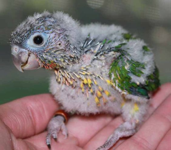 Baby — Green-cheeked Conure