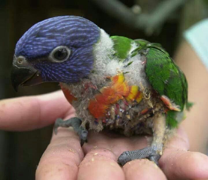 Baby Male — Red-collared Lorikeet