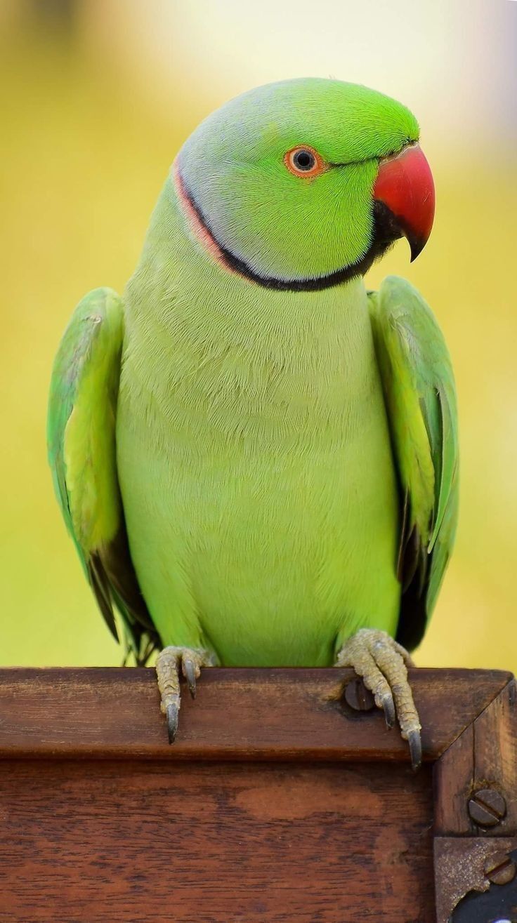 Adult — Indian Ringneck Parakeet