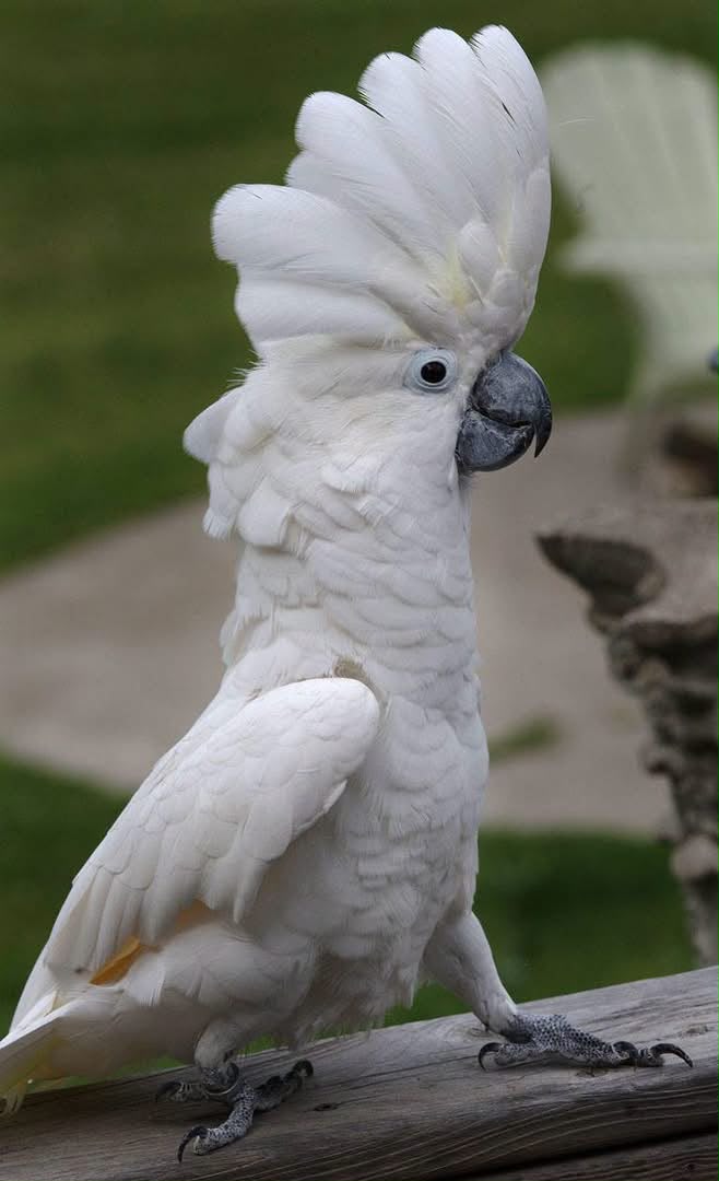 Adult Male — Umbrella Cockatoo