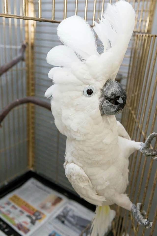 Adult Female — Umbrella Cockatoo