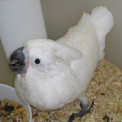 Baby Male — Umbrella Cockatoo
