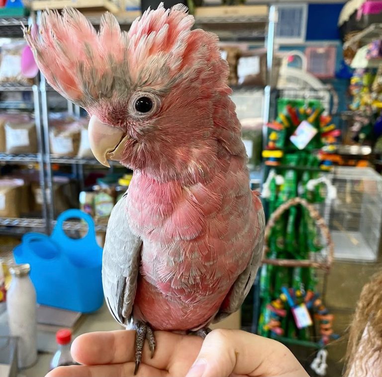 Baby Female — Galah