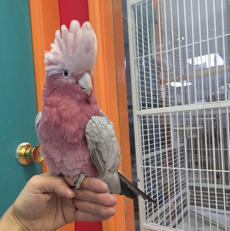 Adult Leucistic Female — Galah