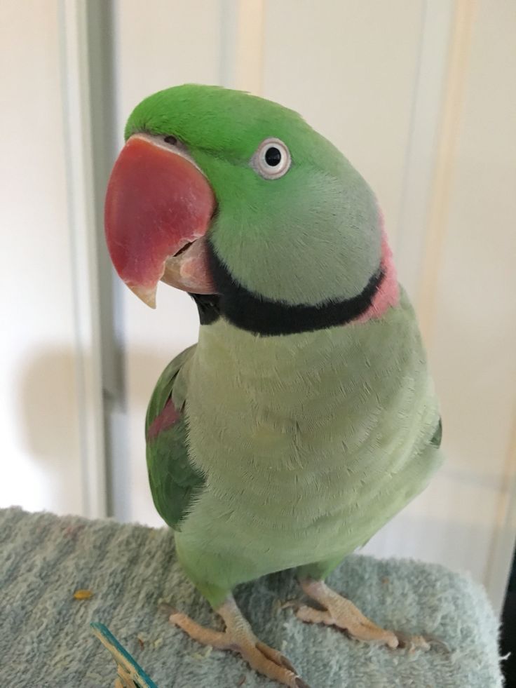 Adult — Alexandrine Parakeet
