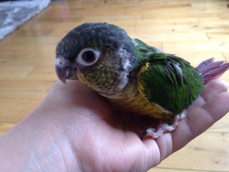 Baby — Nanday Conure